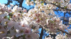 二度目の新入社員とコロナウイルスと春。