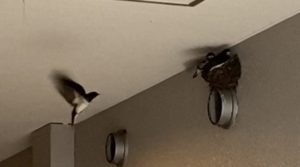 マイナポイントでお得に!