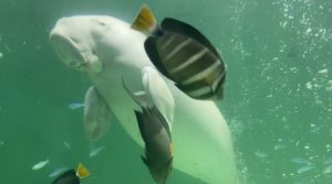 生き物の耐用年数