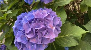 社会保険料の算定基礎届の時期です。