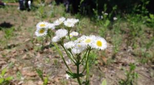 コロナウイルスとプロ野球