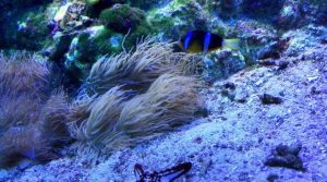 クイズ王と会計人