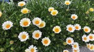 確定申告の期限は4月15日以降も延長可能⁉