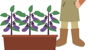 家庭菜園始めました(^o^)/